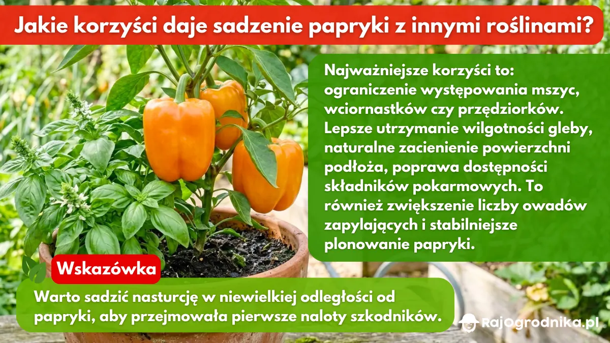 Jakie-korzyści-daje-sadzenie-papryki-z-innymi-roślinami-blog-sklep-rajogrodnika